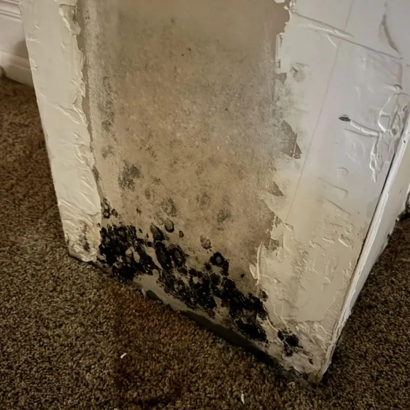 Professional Mold Removal in Baxter County, AR